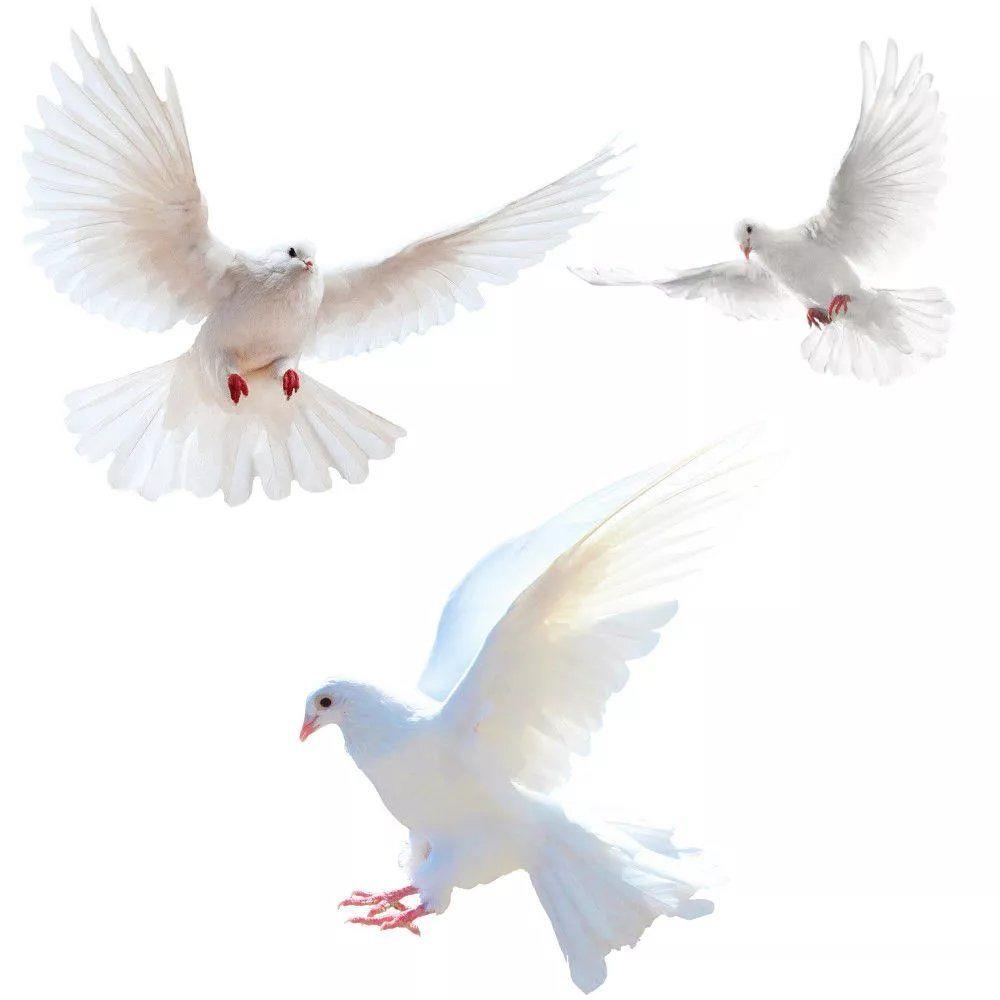 Peace Dove Wall Stickers for L - Xt Home Textiles review and price