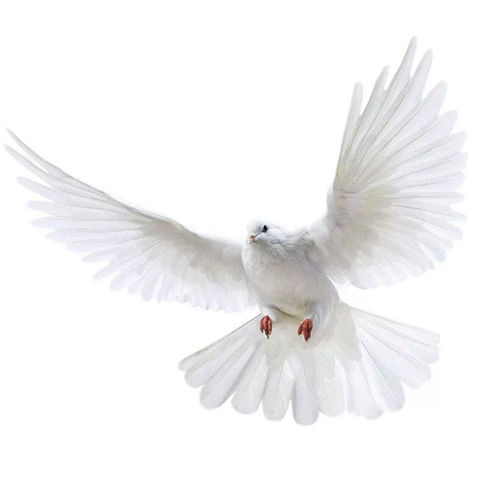 Peace Dove Wall Stickers for L - Xt Home Textiles review and price