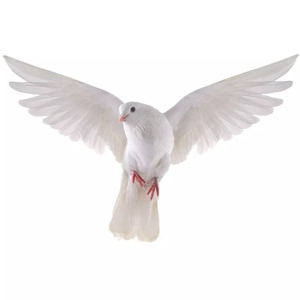 Peace Dove Wall Stickers for L - Xt Home Textiles review and price